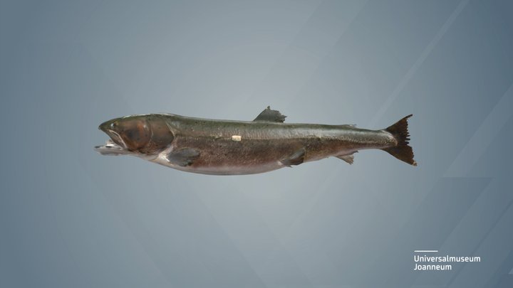 Huchen (Hucho hucho) 3D Model