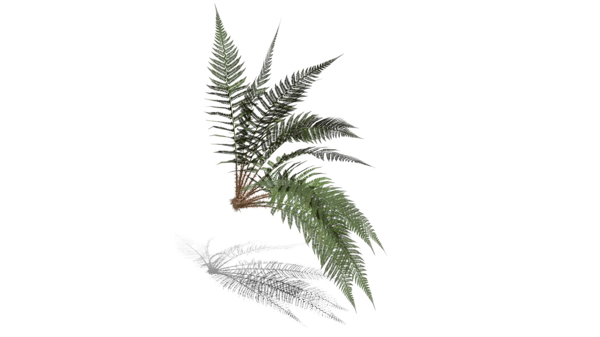 Realistic HD Male fern (31/50) - Download Free 3D model by PlantCatalog ...