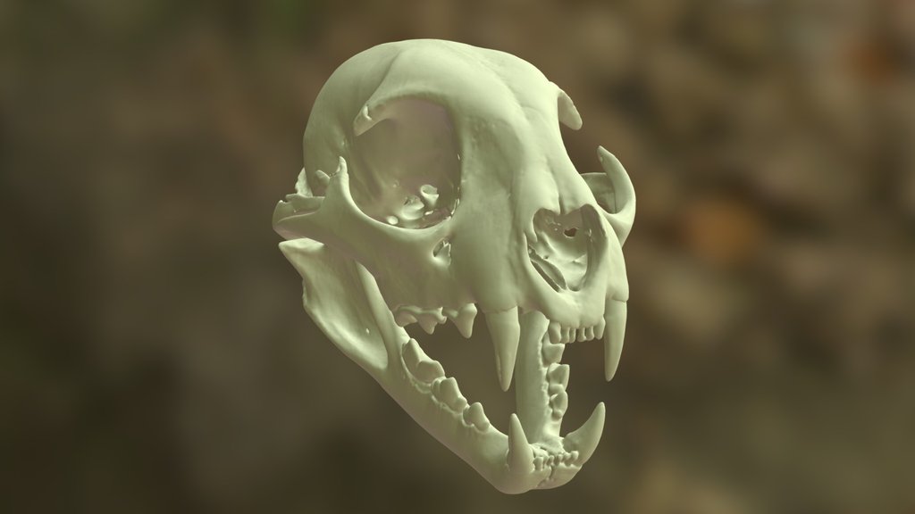 Ohio Bobcat - skull - OUVC 9576