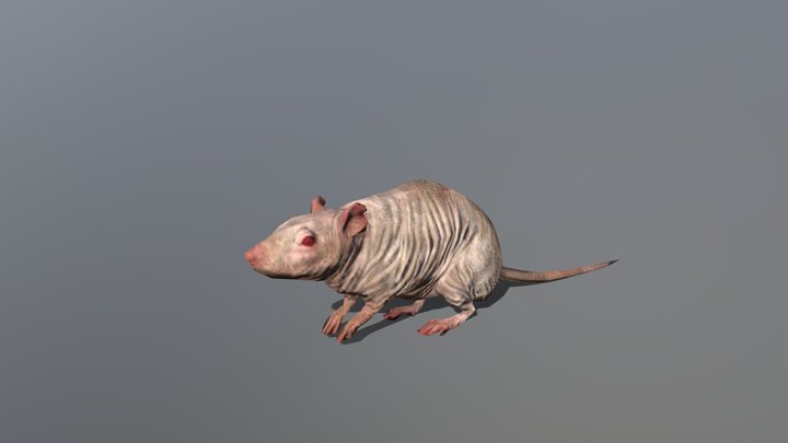 Rat 3D model - Scary Rat/Mouse