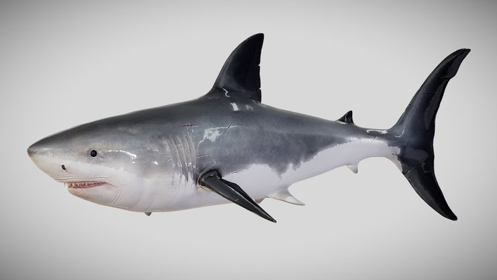 Swimming Shark |4 Different Animations 3D Model