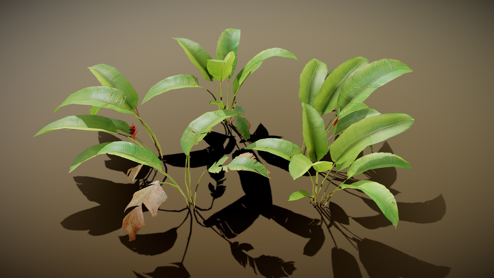 3D model Heliconia - This is a 3D model of the Heliconia. The 3D model is about a plant with leaves.