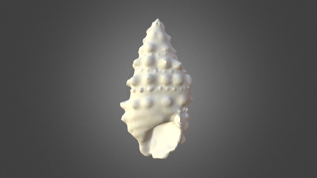 Certium Vulgatum