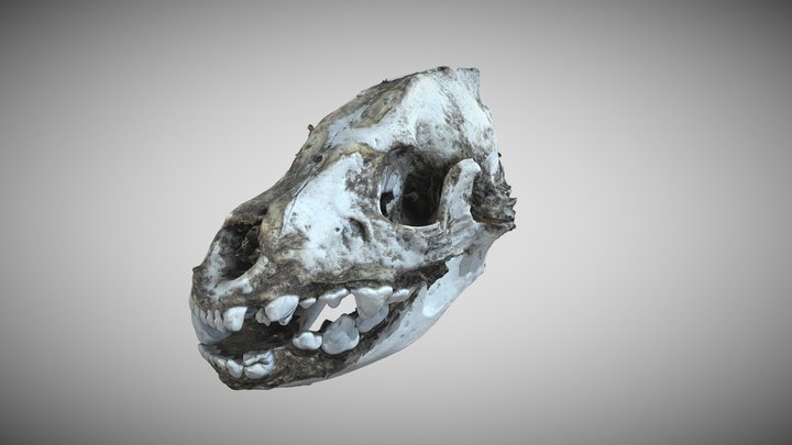Hiena skull (Crocuta crocuta) 3D Model
