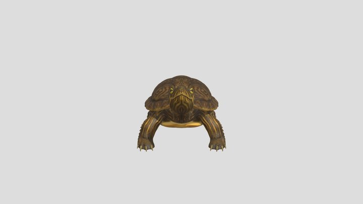 Yellow-Bellied Slider 3D Model