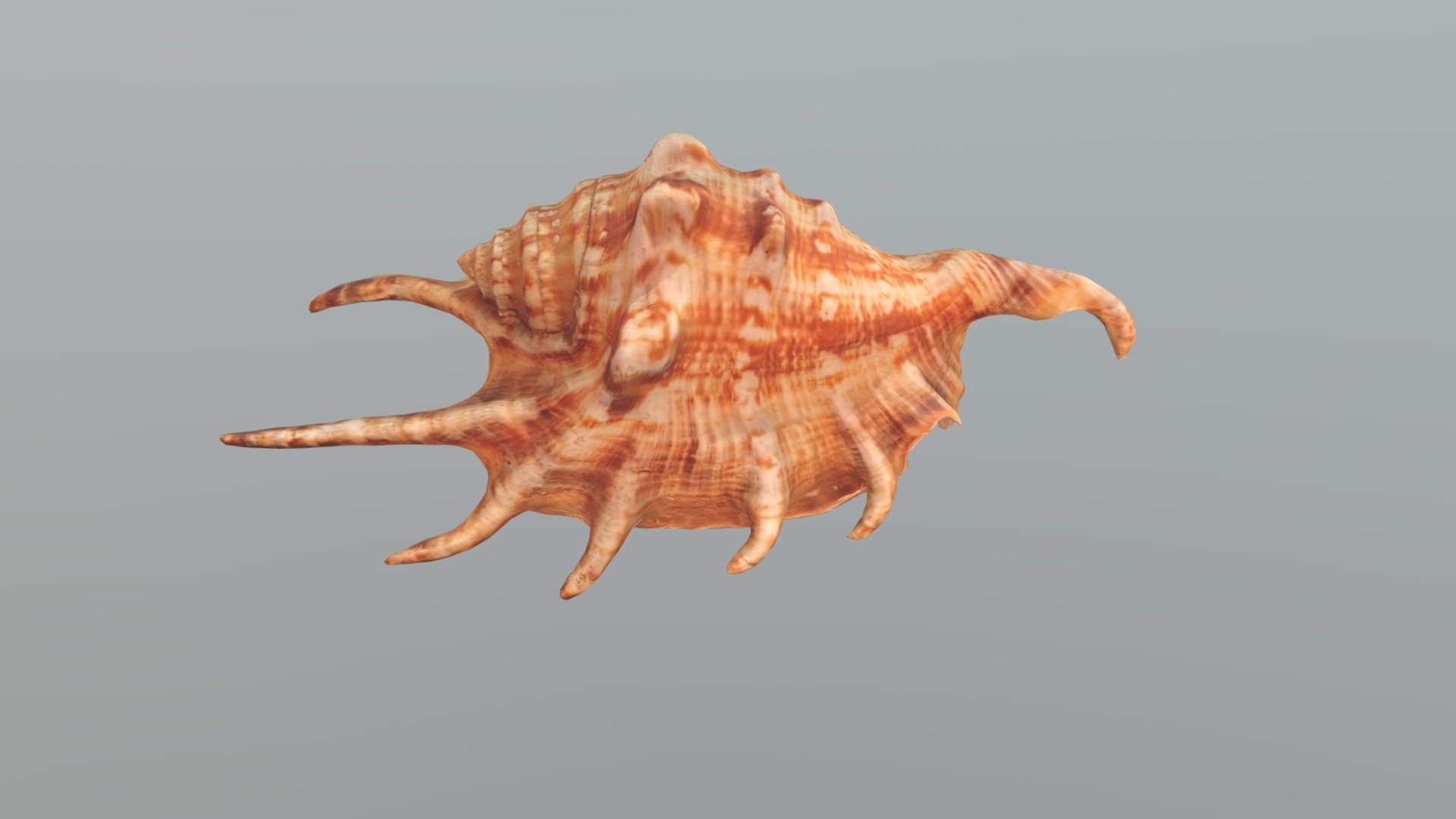 Sea Shell Spider Conch