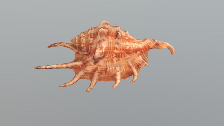 Sea Shell Spider Conch 3D Model