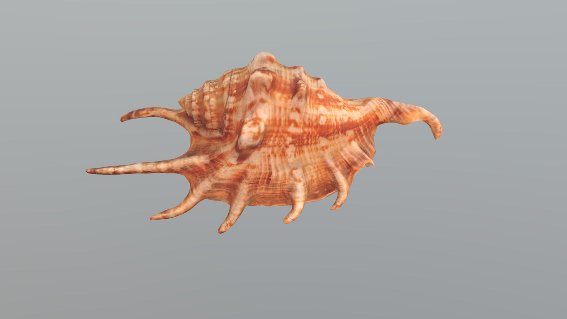 3D model Sea Shell Spider Conch - This is a 3D model of the Sea Shell Spider Conch. The 3D model is about a brown and tan frog.