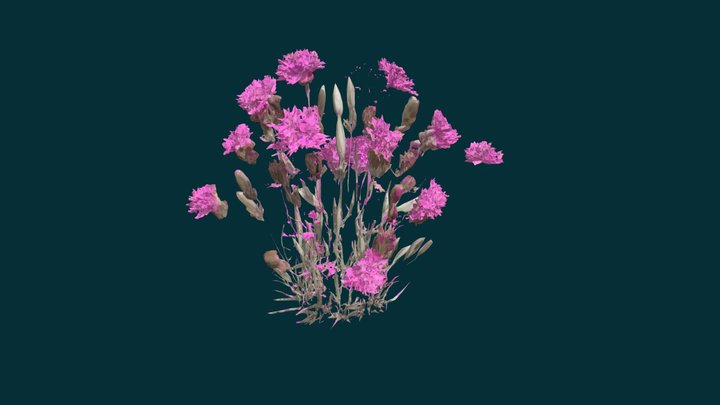 Pink Petals Symphony 3D Model