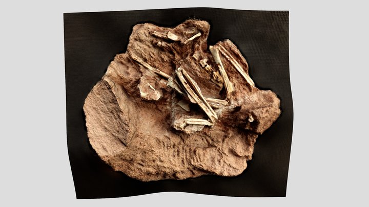 Neuquenornis volans - Fossil Cretaceous Bird 3D Model