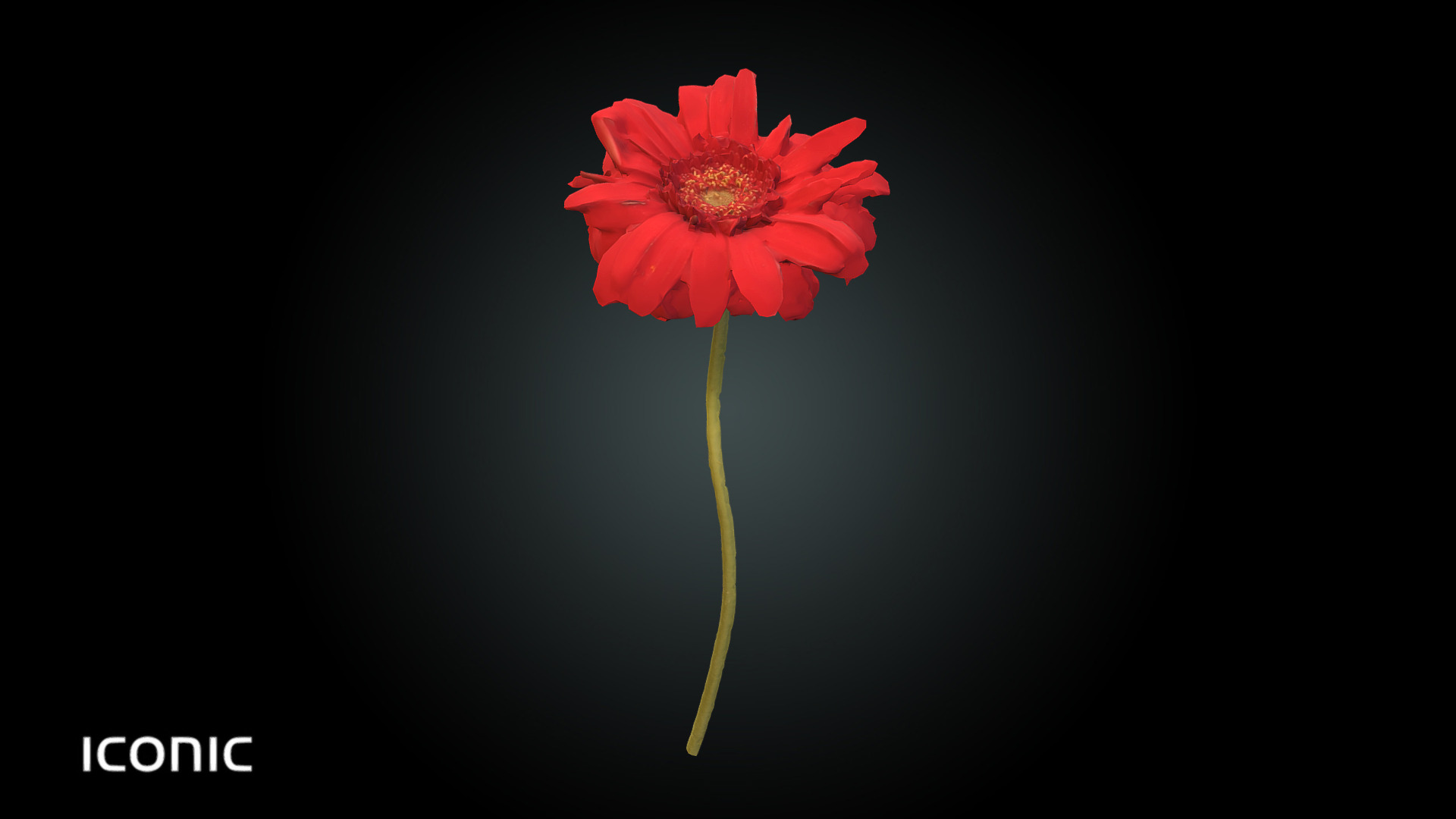 3D model Fw3 – Chrysantemum Amaranth - This is a 3D model of the Fw3 - Chrysantemum Amaranth. The 3D model is about a red flower with a yellow stem.