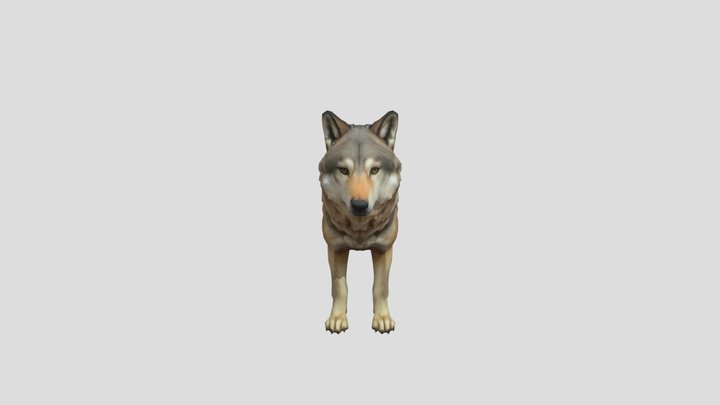 Wolf v3 3D Model