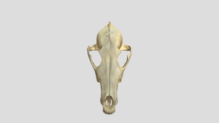 Coyote Cranium 3D Model