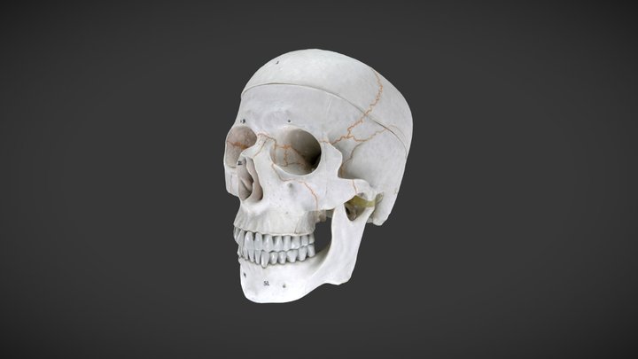 Human Skull (Replica) - Attempt 2 3D Model