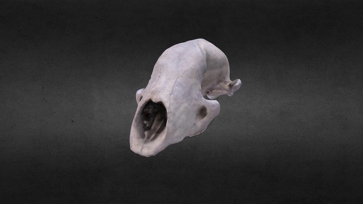 Conejo de conejo 3D Model