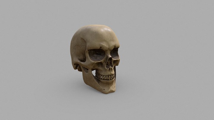 Realistic Skull - Game Ready 3D Model