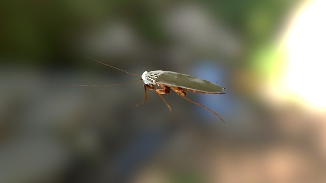 Roach 3D Model