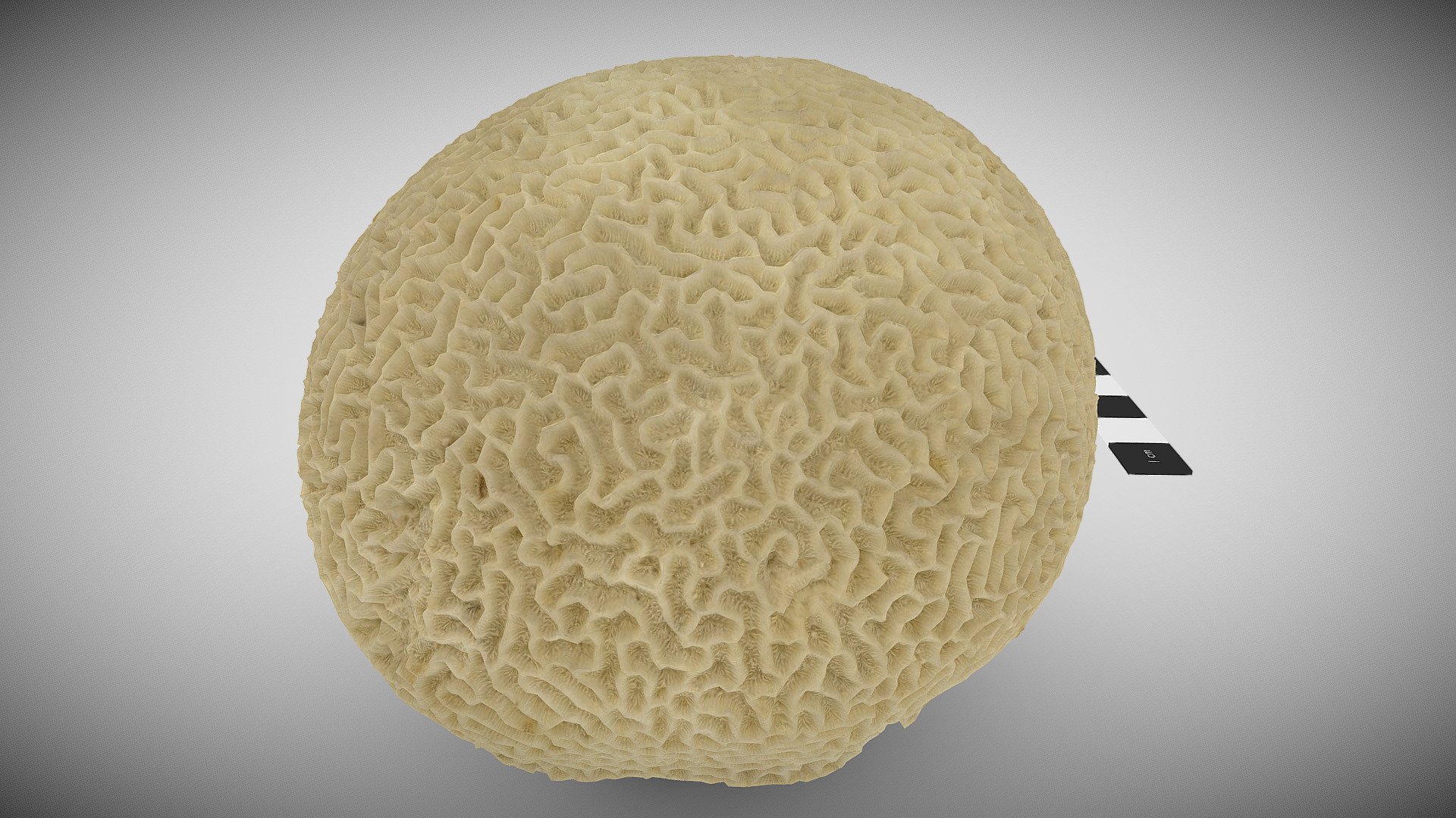 Scleractinian coral