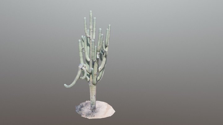 Saguaro Cactus 3D Model