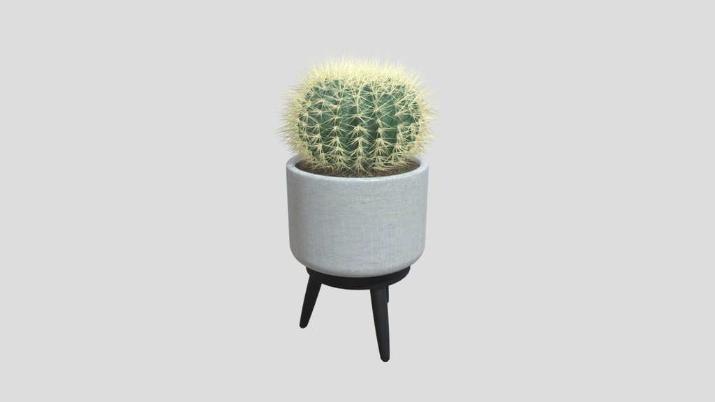 Golden Barrel Cactus
