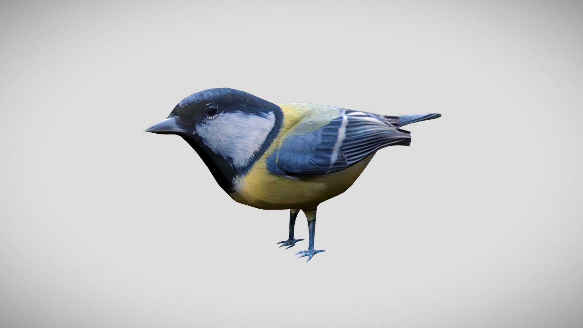 Titmouse - Animals