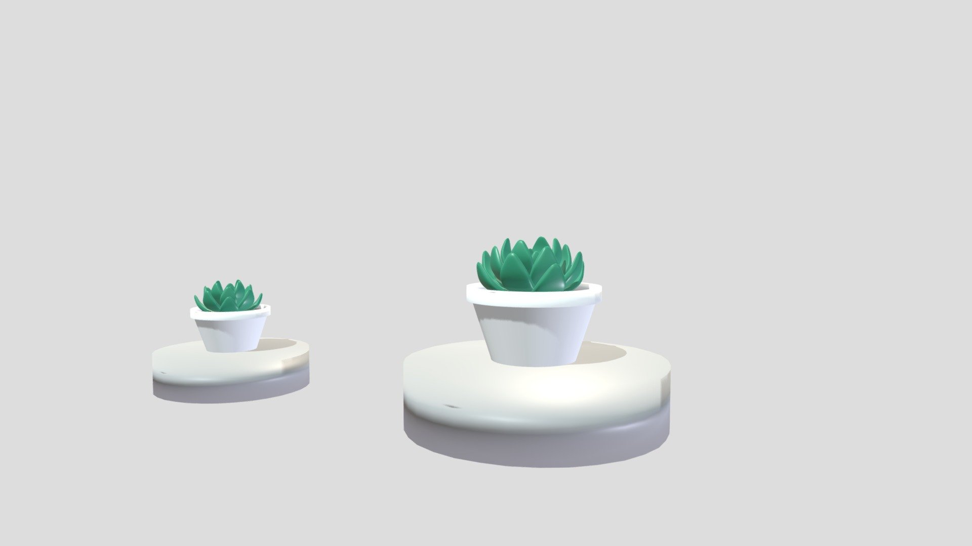 succulent