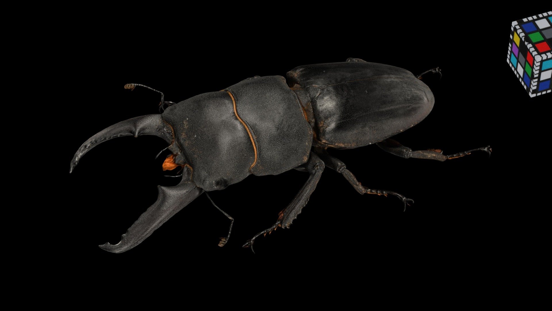 イキヒラタクワガタ ♂L Iki Hirata Stag Beetle