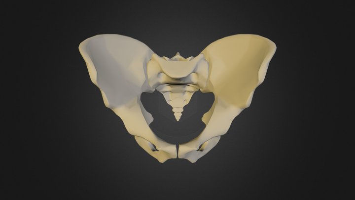 Pelvic bone (collection of thunthu) 3D Model