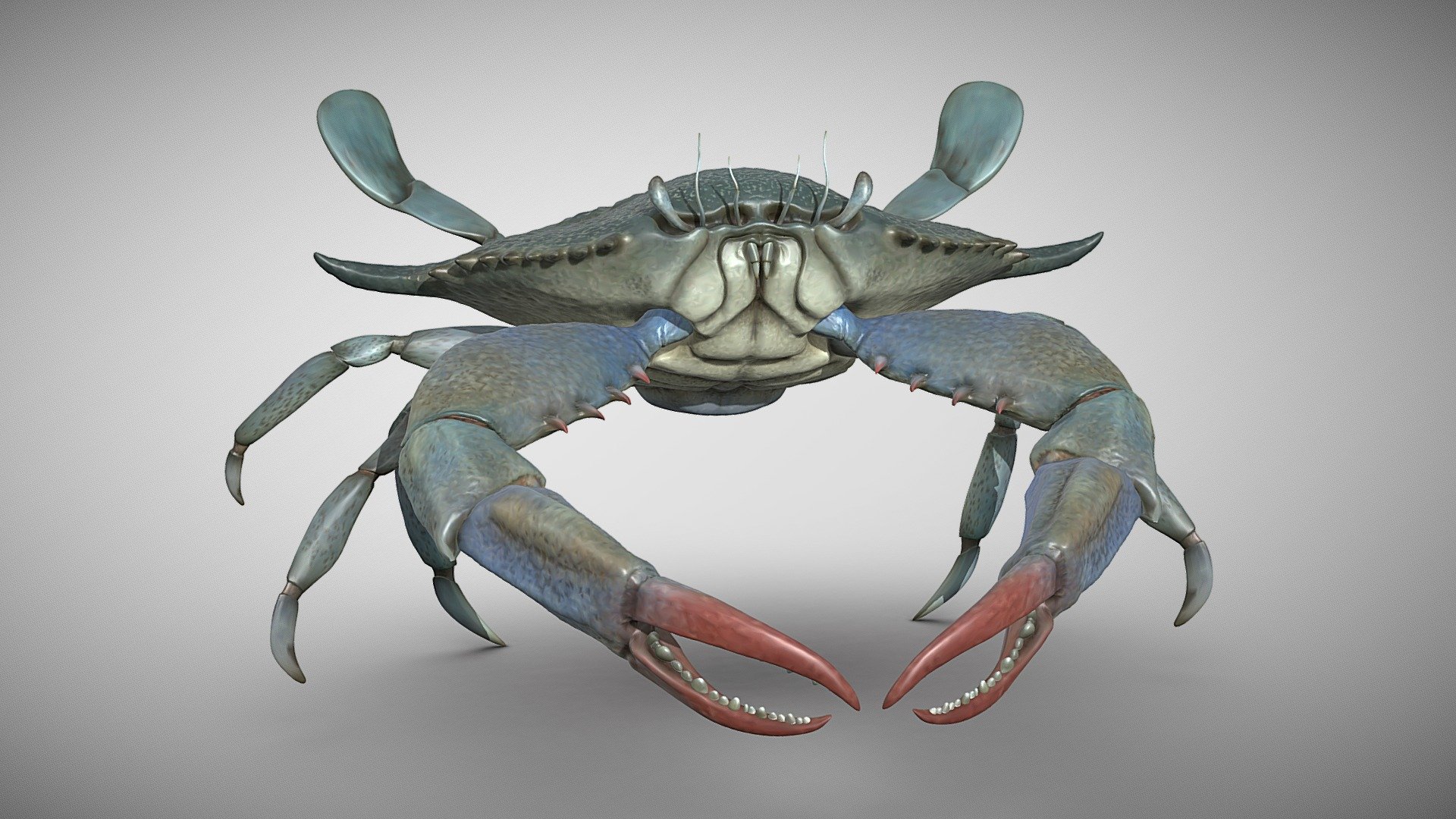 Blue Crab - Download Free 3D Model By C.J..Goldman [6cf206c] - Sketchfab