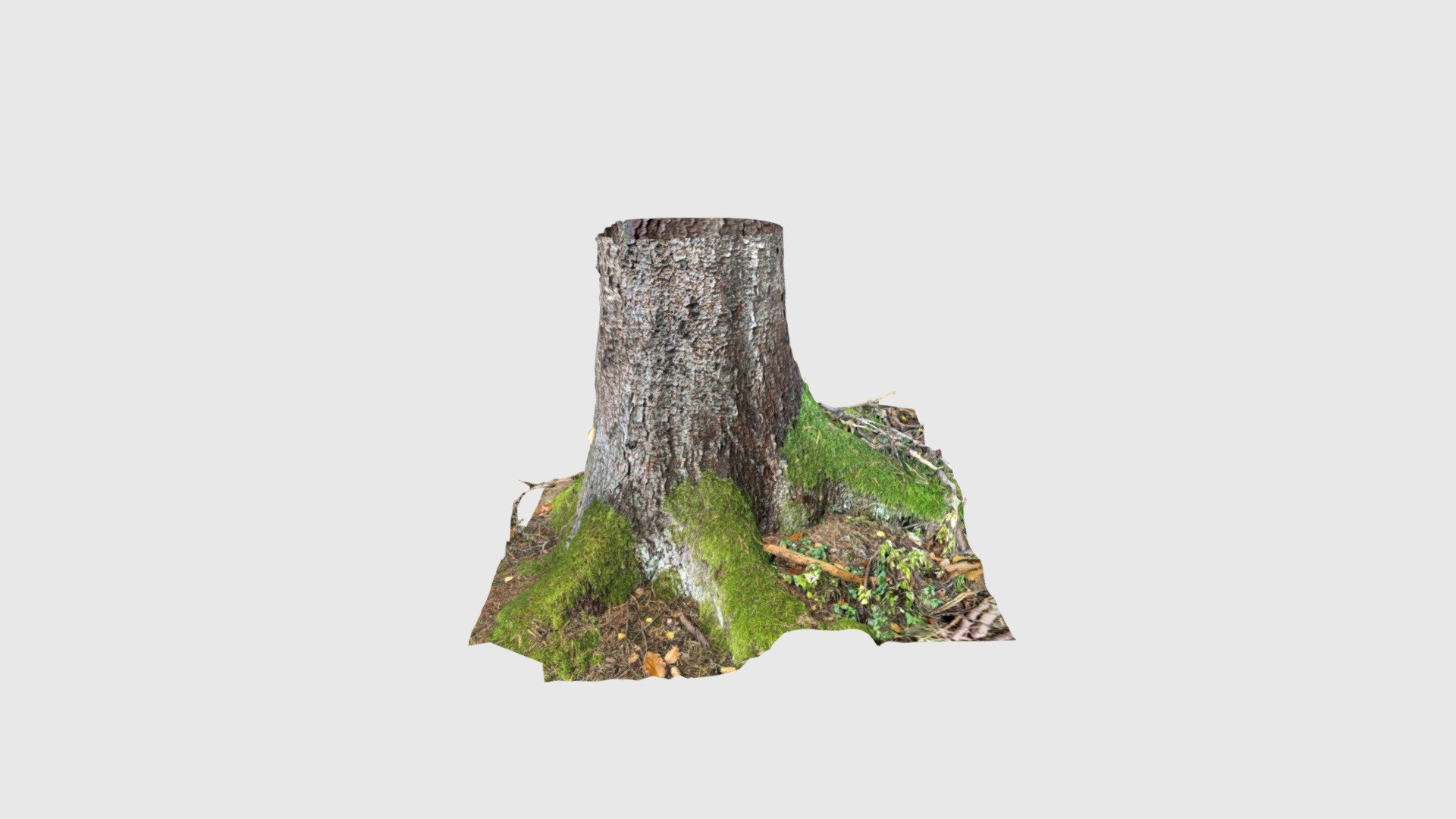 Base of spruce trunk in the forest - Download Free 3D model by cadloop ...