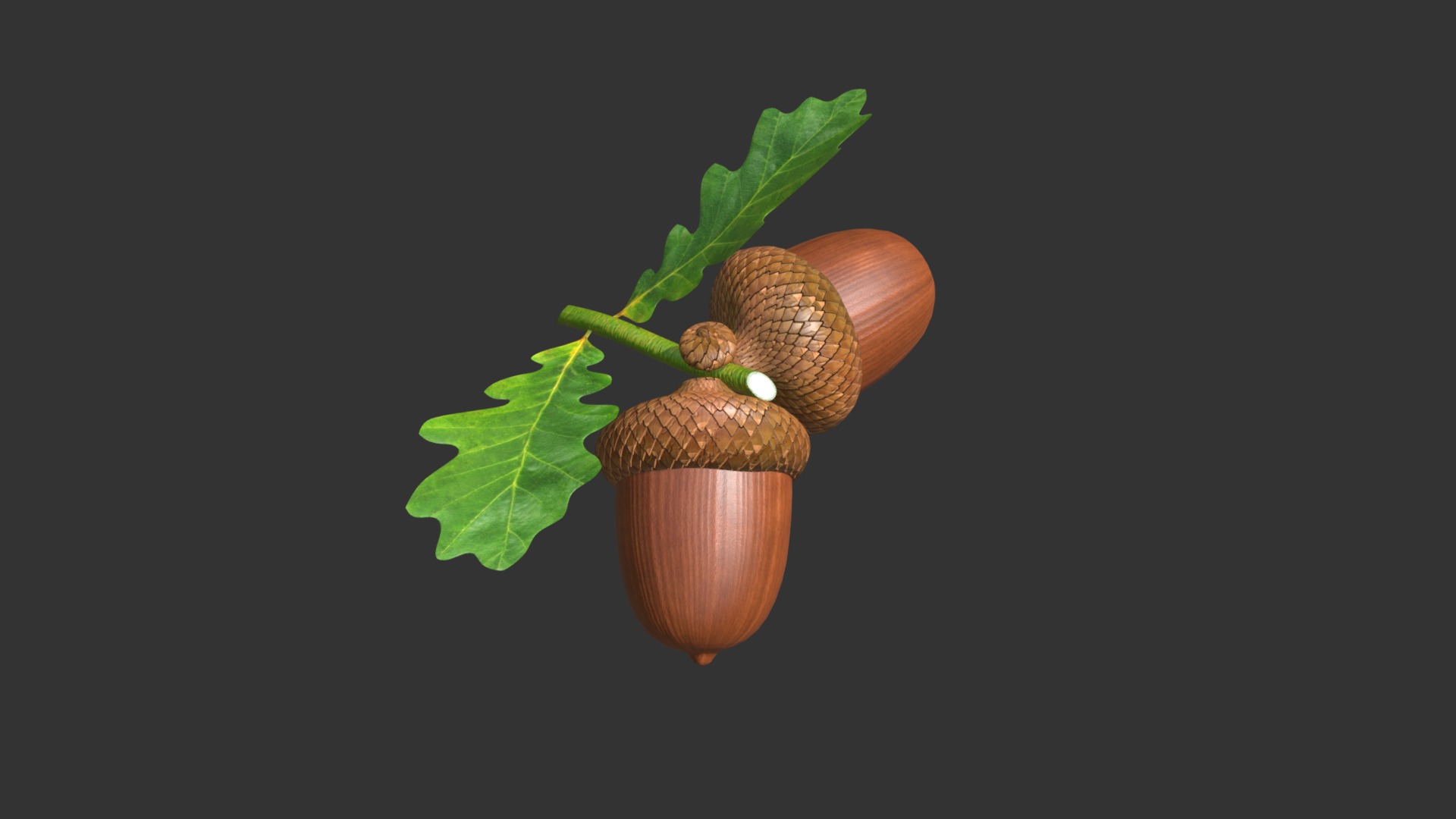 3D model Dried acorns with leaf - This is a 3D model of the Dried acorns with leaf. The 3D model is about a couple of coconuts with leaves.
