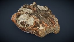 T-Rex Tibia - 3D model by ThinkSee3D [3e4bffc] - Sketchfab