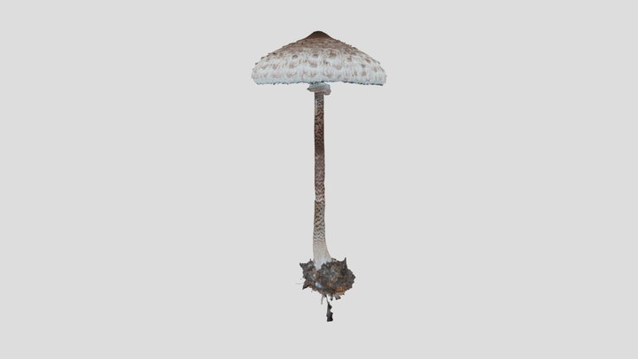 Parasol mushroom WIP 3D Model