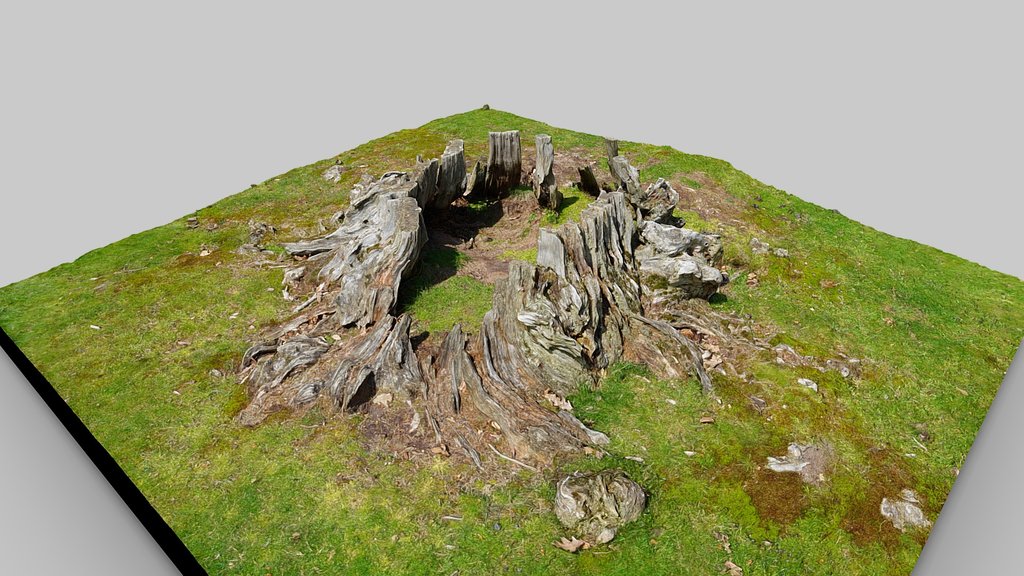 Strawberry Fields Forever Tree Stump