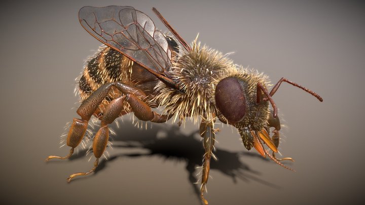 Bee Rigged PBR Low-poly 3D Model
