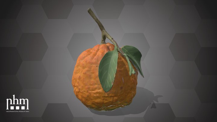 Orange (NHMW-AFW-DING-0046-004) – Kostenloses 3D-Modell STL