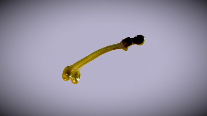 Femur HQ No Texture 3D Model