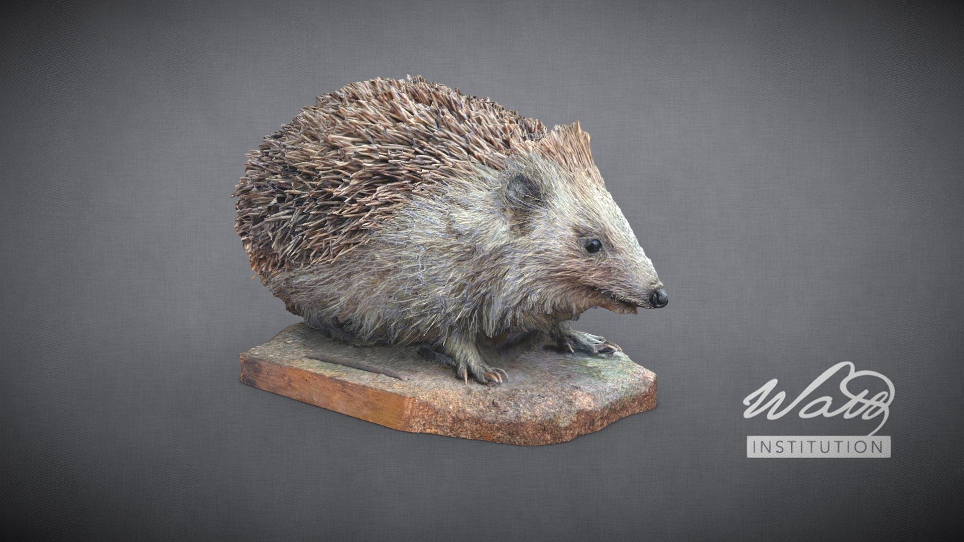 Hedgehog Erinaceinae Download Free 3d Model By The Watt Institution Wattinstitution 5415