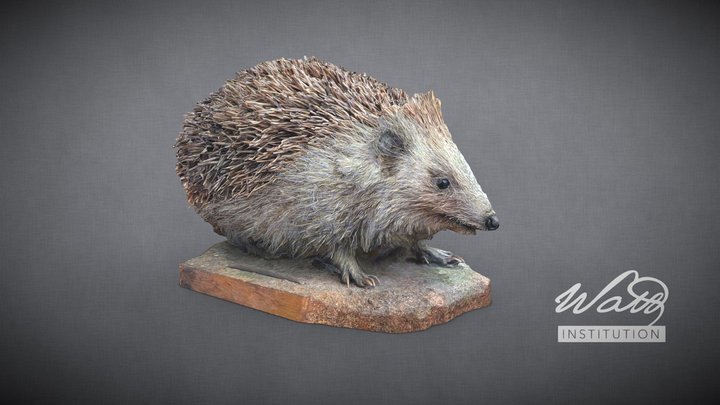 Hedgehog (Erinaceinae) 3D Model