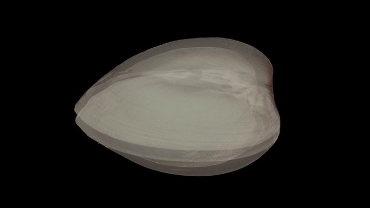 Clam 3d Models Sketchfab