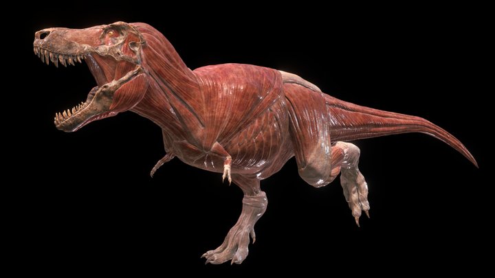 Tyrannosaurus (sue base) anatomy 2017 ver 3D Model