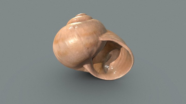 Shell (High-Poly) (№.1) 3D Model