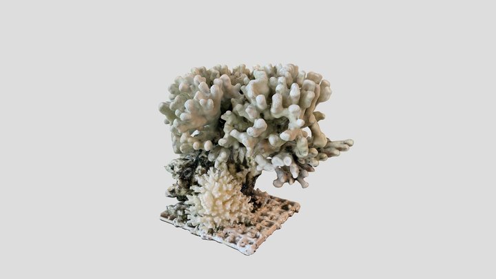 Coral Skeleton Group 3D Model