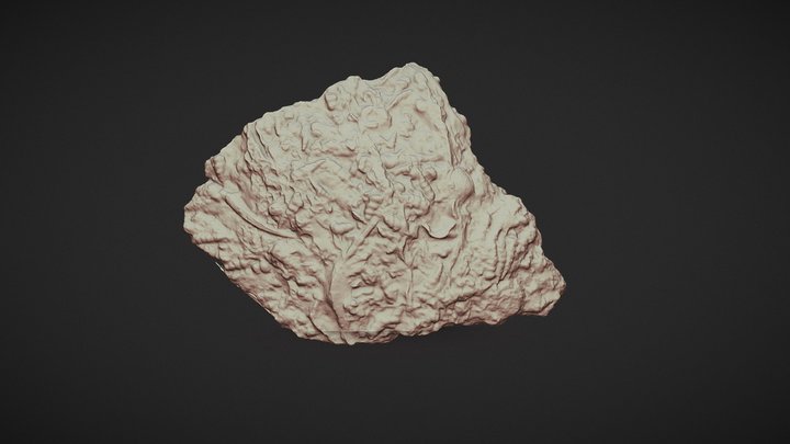 Cretaceous Coquina 3D Model