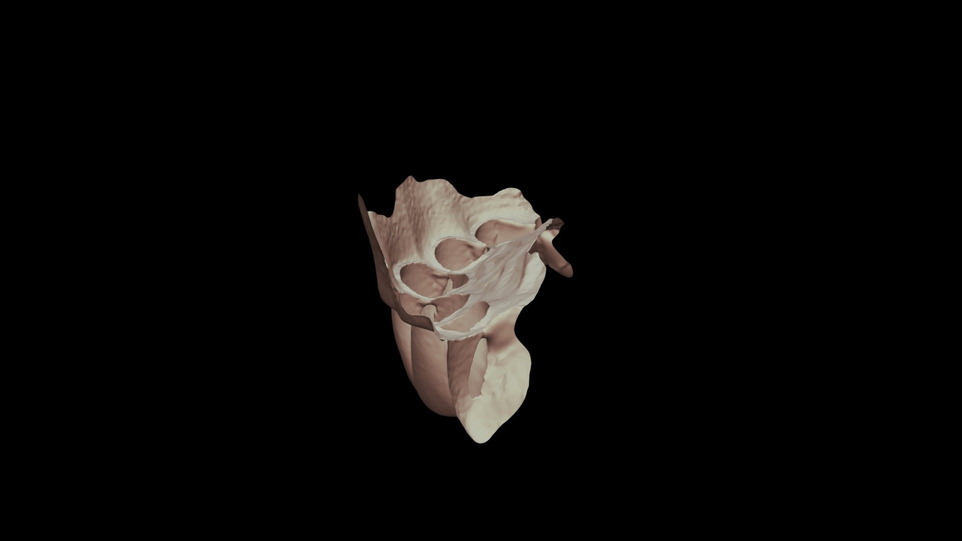 9 Class 3, Group 7, 4 Rm Upper Jaw