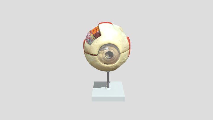 External Structure of the Eye 3D Model