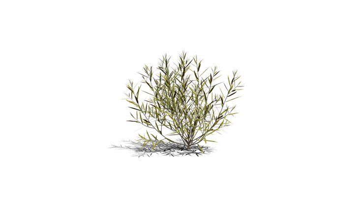 Realistic HD Rosemary willow (63/99) 3D Model