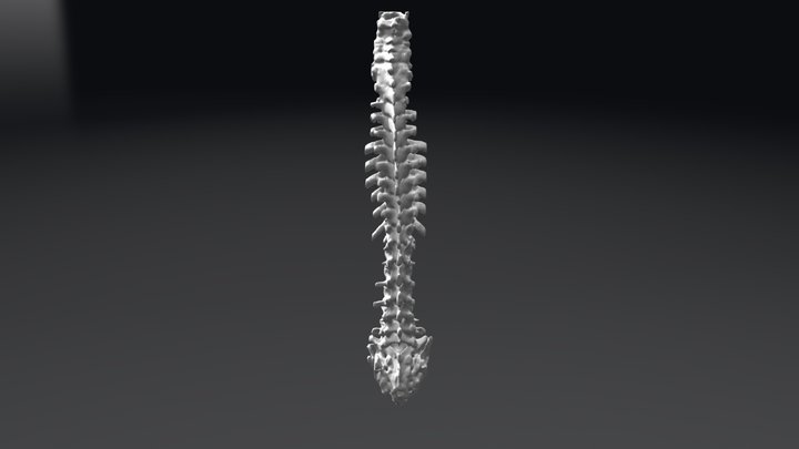 Human-spine-from-ct 3D Model
