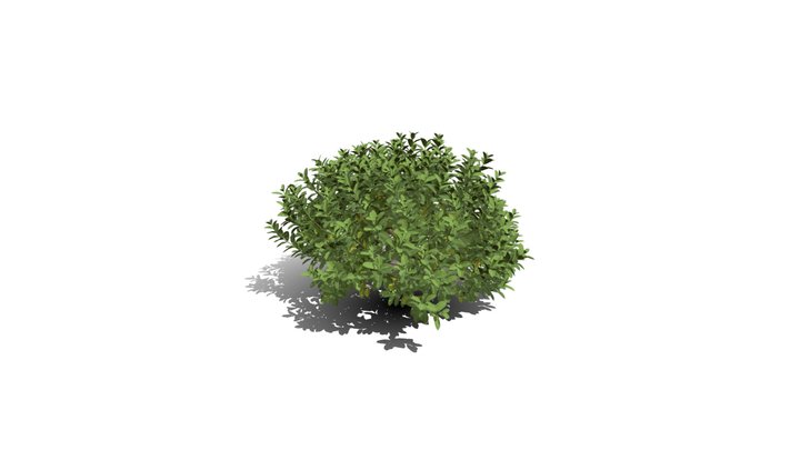 Realistic HD Chinese jungle geranium (10/10) 3D Model