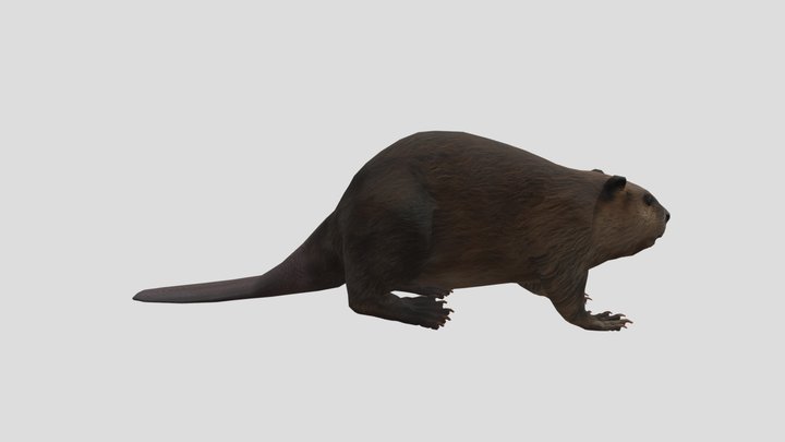 Castor - Castor Canadensis 3D Model